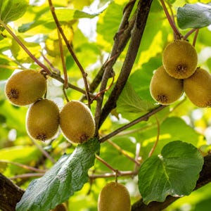 May include: Several fuzzy, oval-shaped brown kiwi fruits hanging from thin stems on a vine. The fruits have a textured, light brown skin and are surrounded by large, vibrant green leaves with visible veins, illuminated by bright natural sunlight.