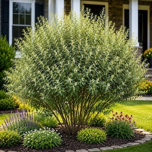 Silky Willow Tree (1) Bare Root Salix 12–24 Inch
