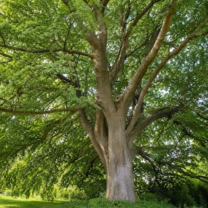 May include: A large, mature deciduous tree with a thick, textured gray trunk and expansive, spreading branches covered in dense, vibrant green foliage. The canopy is wide and full, with sunlight filtering through the leaves, creating a natural pattern.