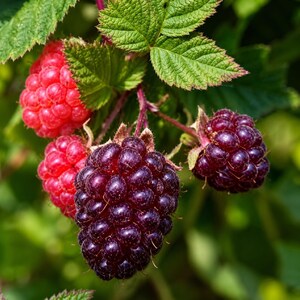 Glencoe Raspberry (1) Starter Plug Live Plant Thornless Purple Raspberry