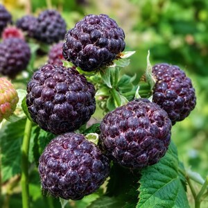 May include: A cluster of ripe black raspberries with a deep purple, textured surface. The berries are round and composed of many small drupelets, attached to green stems and surrounded by green leaves, with one unripe berry visible on the left.