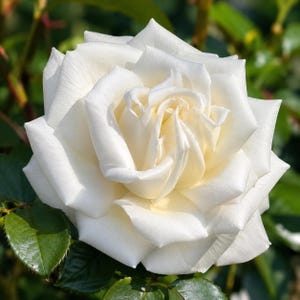 May include: A fully bloomed white rose with layered, soft petals arranged in a spiral pattern. The flower features a creamy white center that transitions to bright white outer petals, surrounded by dark green serrated leaves at the base.