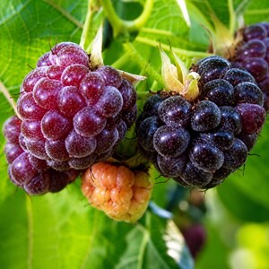 Glencoe Raspberry (1) Starter Plug Live Plant Thornless Purple Raspberry