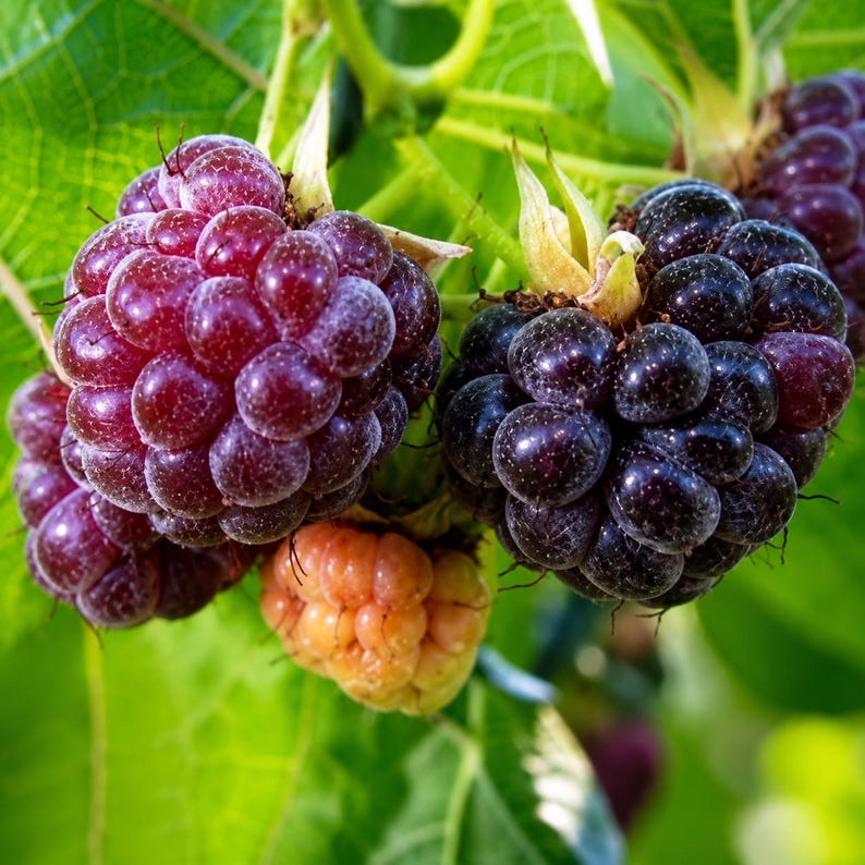 Glencoe Raspberry (1) Starter Plug Live Plant Thornless Purple Raspberry