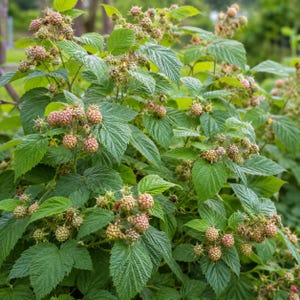 Glencoe Raspberry (1) Starter Plug Live Plant Thornless Purple Raspberry