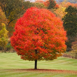 May include: A deciduous tree with a dense, rounded canopy of vibrant red and orange autumn foliage. The tree stands upright with a dark brown trunk, showcasing a full display of fall colors against a backdrop of other trees and a grassy lawn.