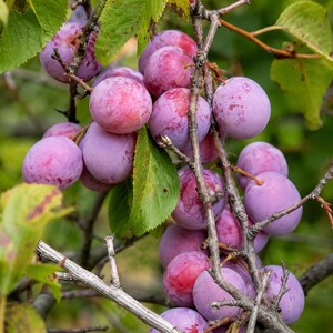 May include: A cluster of ripe, round plums hanging from thin, woody branches. The fruit displays a gradient of colors ranging from light pink to deep purple, with some showing mottled skin textures. Green leaves are interspersed among the fruit.