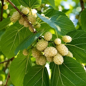 May include: A cluster of ripe white mulberries hanging from a branch with vibrant green, serrated leaves. The small, bumpy, cream-colored fruits are densely packed together, showcasing their unique textured surface against the foliage.