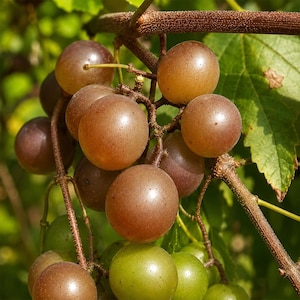 May include: A cluster of round grapes hanging from a woody vine. The grapes exhibit a gradient of colors, ranging from translucent light green at the bottom to a deep, dusty reddish-purple hue toward the top, attached to thin brown stems.
