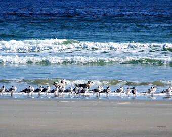 Sand Pipers Photograph,  Seagulls Photograph,  St Augustine Fl,  Ocean Photography, Ocean Waves, Free US Shipping,  MVMayoPhotography