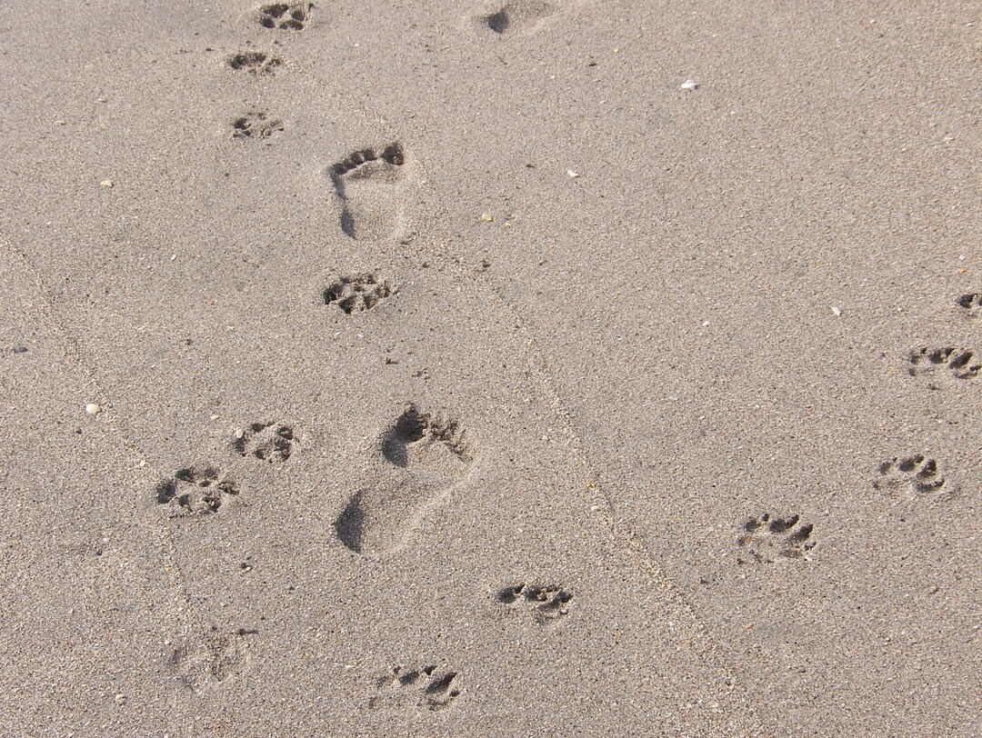 Foot Prints in Sand Dog Prints in Sand 8x10 Photograph Dog Man - Etsy