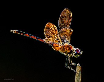 Dragonfly 25-1 PRINT
