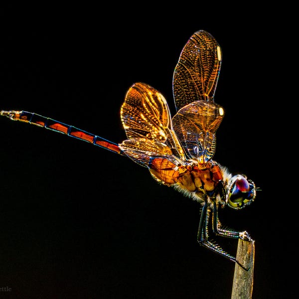 Dragonfly 25-1 PRINT