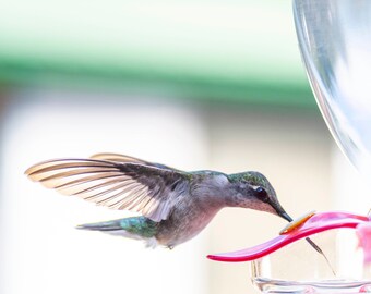 ハミングバードページ Hummingbird ハミングバード | コットンソックス - S T L O W