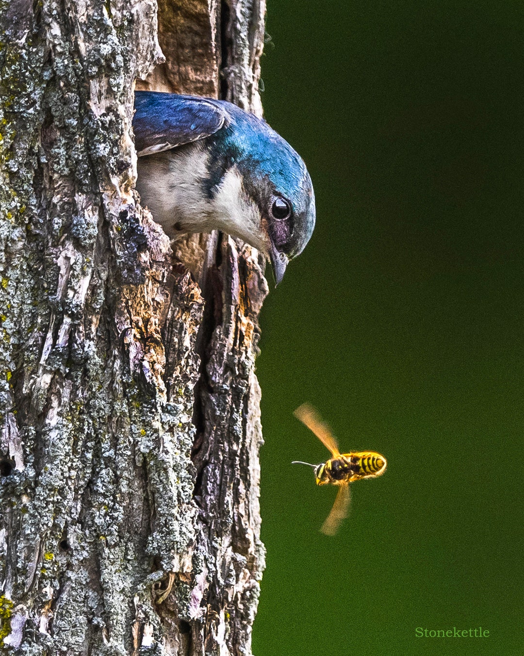Birds and Bees PRINT - Etsy