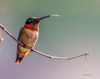Male Ruby Throated Hummingbird #234 Print