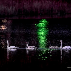 Trumpeter Swans at Night PRINT