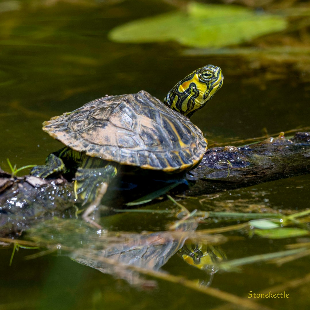 Red Eared Slider Print - Etsy
