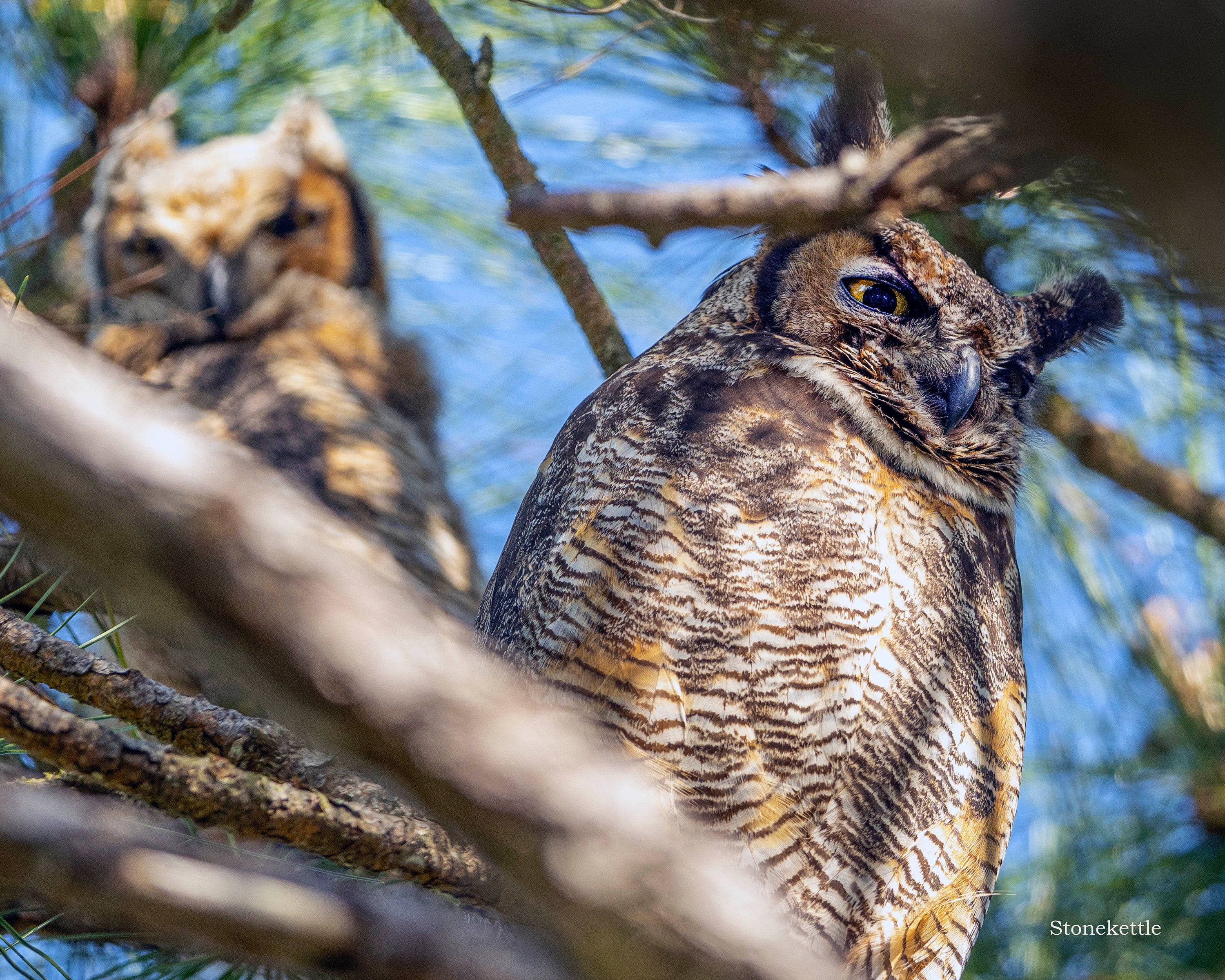 Great Horned Owls #2 Print