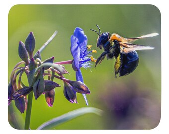 Carpenter Bee MOUSE PAD