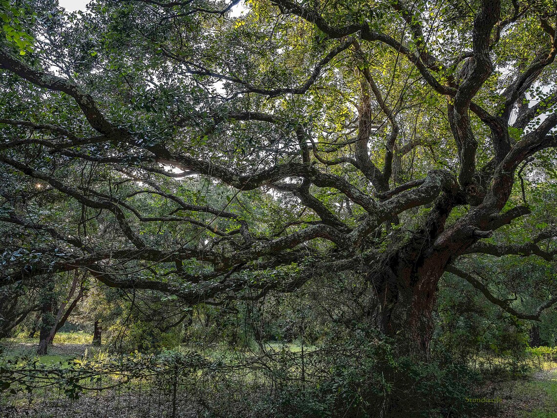 Live Oaks 16 Print - Etsy