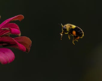 Pollinator 24-40 PRINT