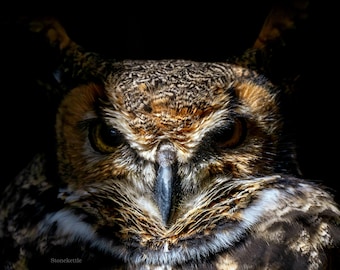 Great Horned Owl 25-1