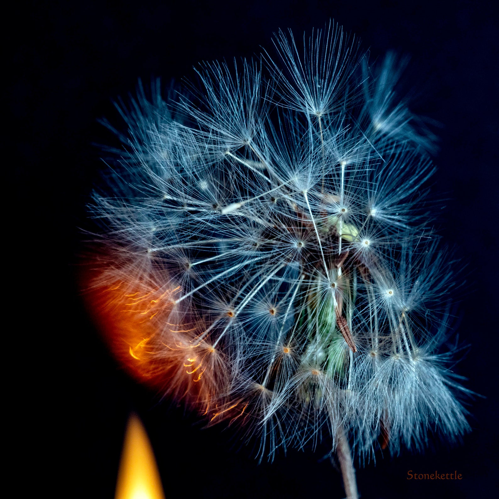 Dandelion Fire 1 Print Etsy