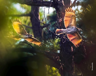 Red Shouldered Hawks PRINT