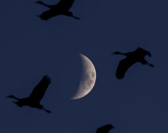 Moon and Cranes PRINT