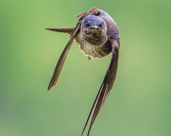 Purple Martin #24-4 PRINT