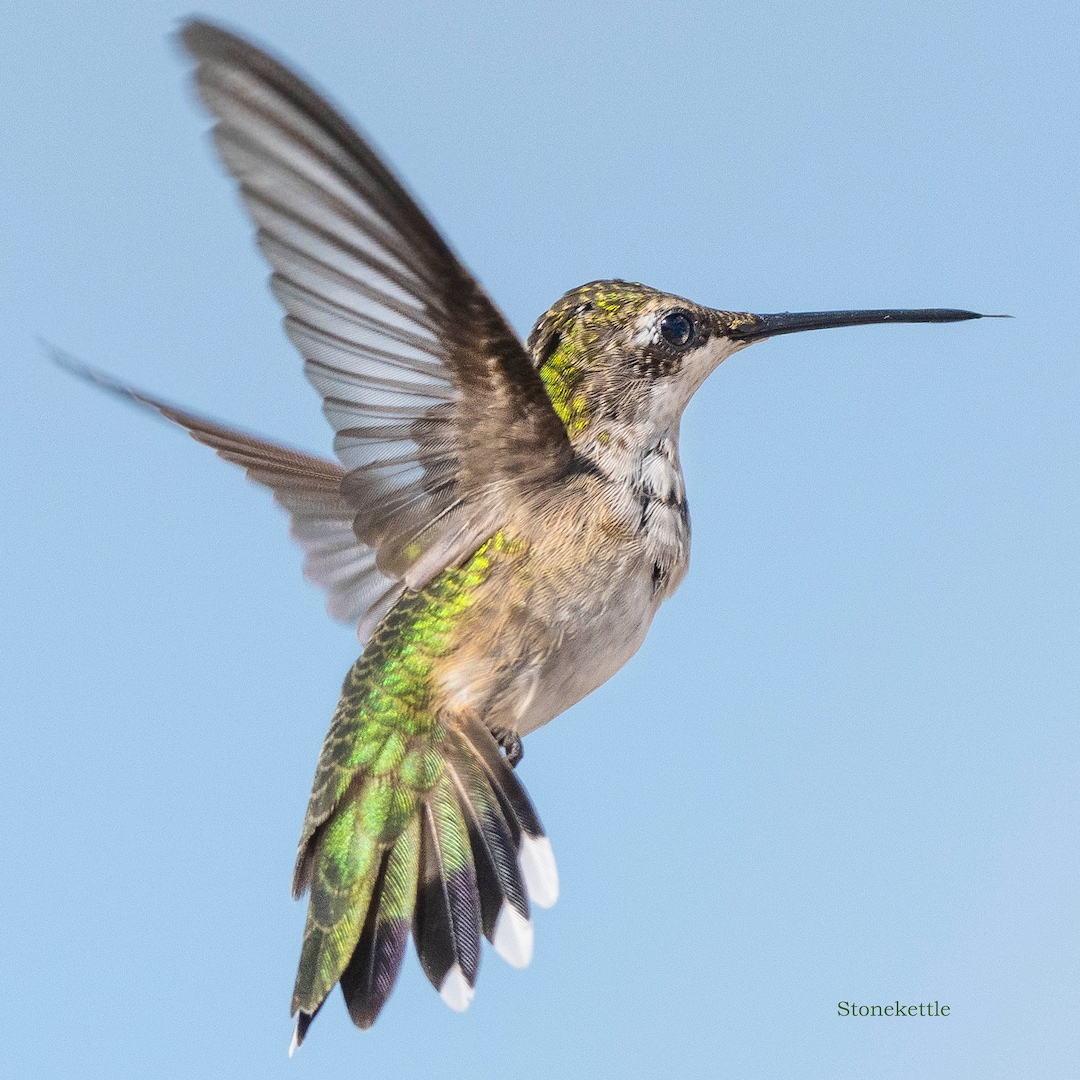 超希少 HUMMINGBIRD 154cm 美品✨ Female Ruby Throated Hummingbird #158 Print - Etsy
