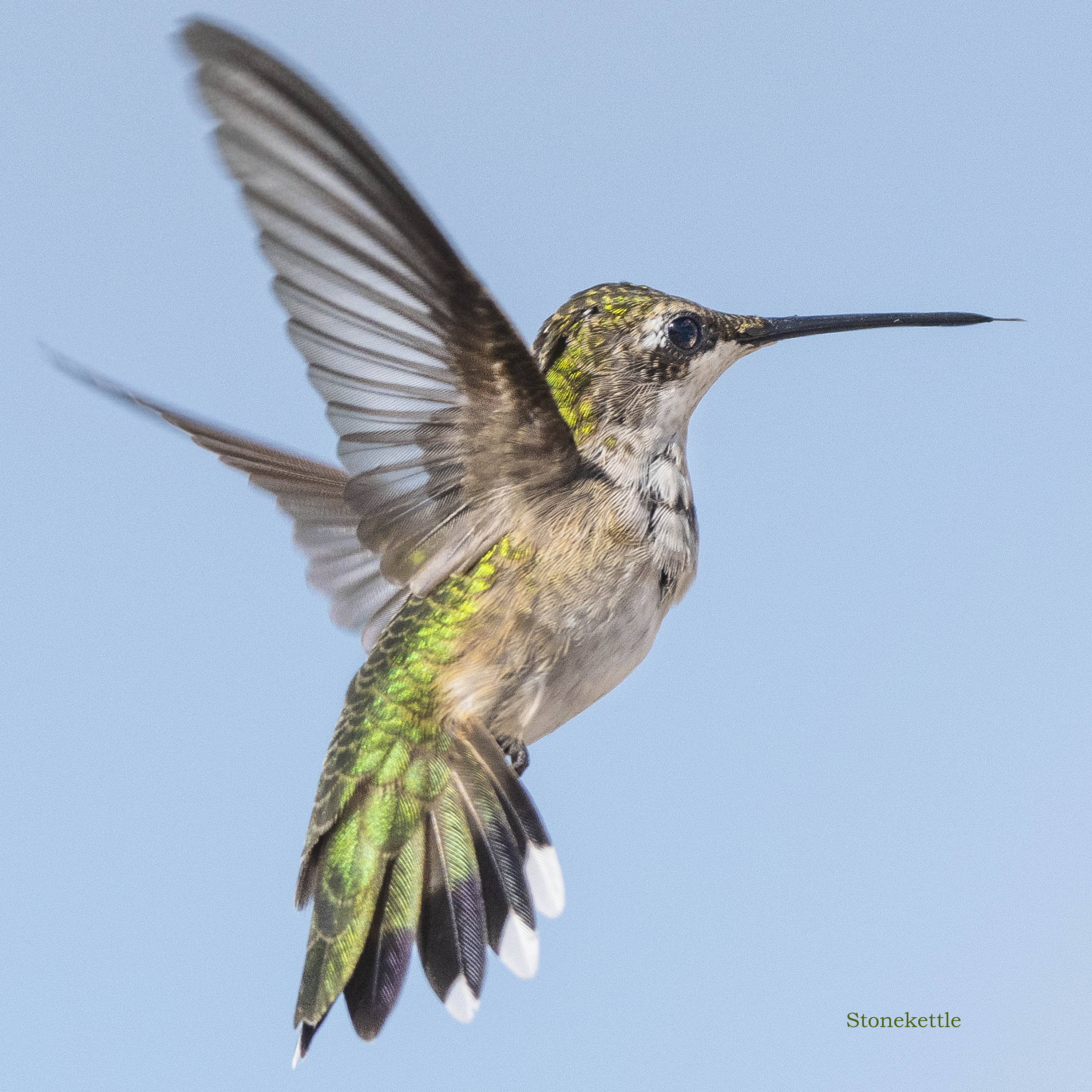 超希少 HUMMINGBIRD 154cm 美品✨ Female Ruby Throated Hummingbird #158 Print - Etsy