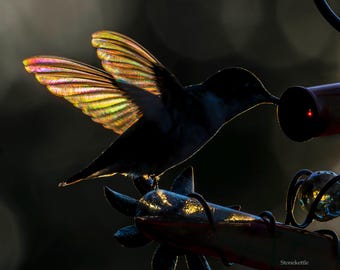 Hummingbird Print 24-322 PRINT