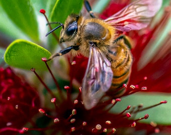 Honey Bee #47 Print