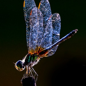 Dragonfly #513 Print