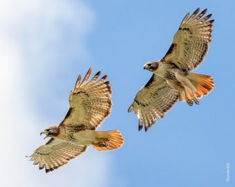 Red Tailed Hawks #24-2 PRINT