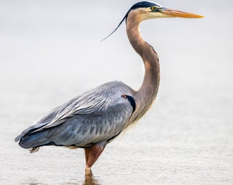 Great Blue Heron #24-15 Print