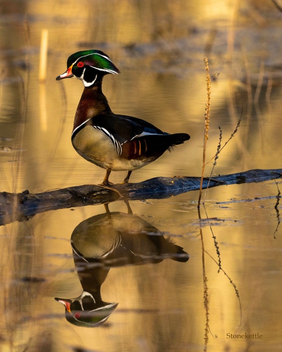 Wood Duck #1 PRINT - Etsy