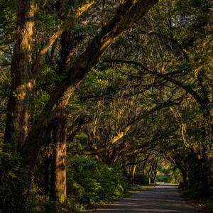 Live Oaks #17 Print