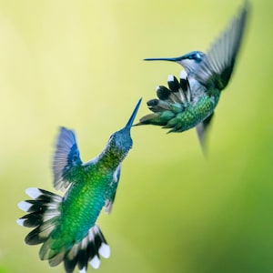 Aerial Battle: Hummingbird #250 Print