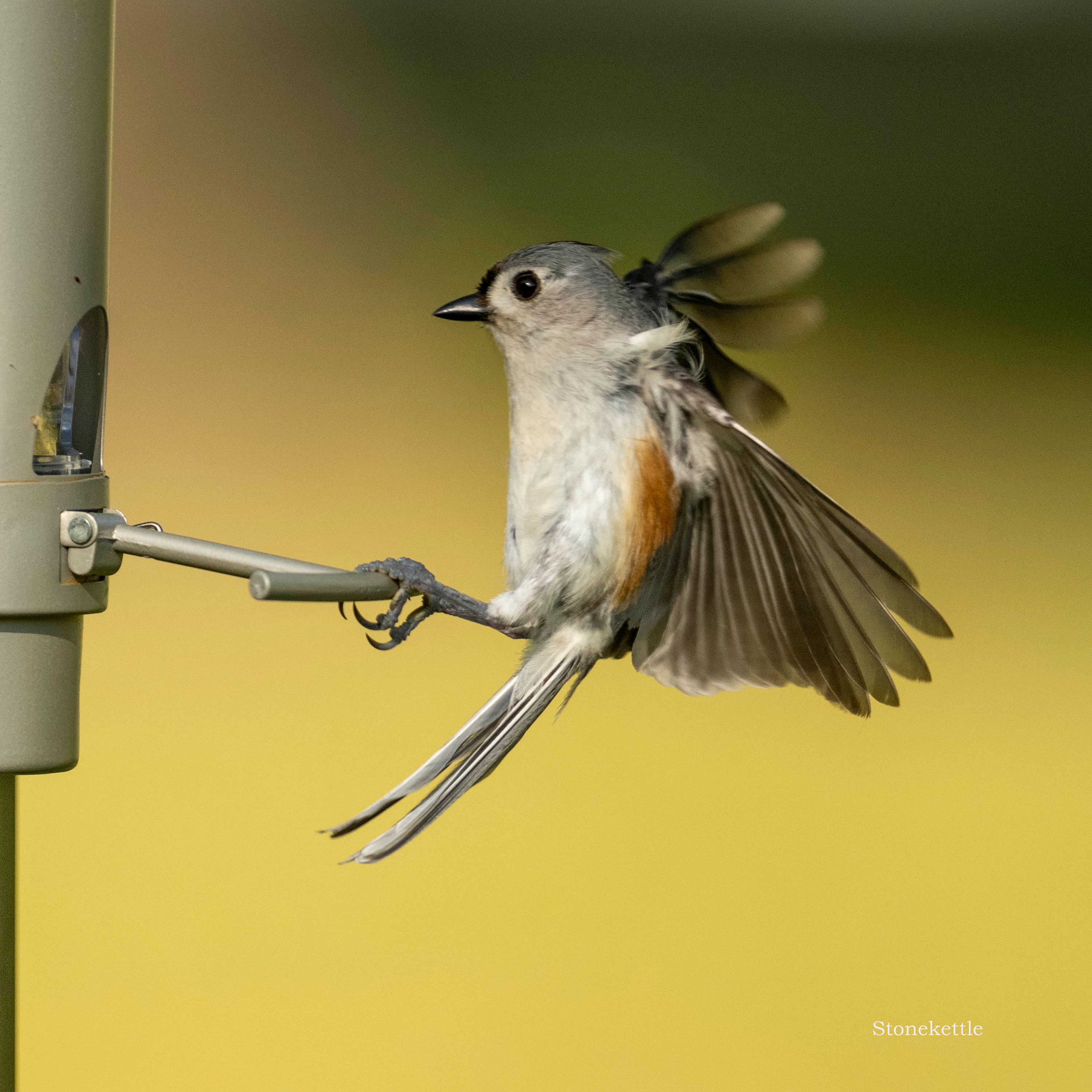 Titmouse Poster Art - Etsy Titmouse Poster Art - Etsy