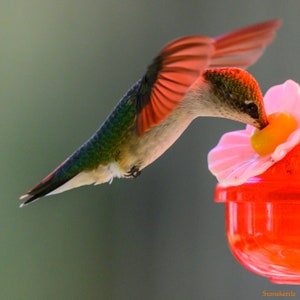 Hummingbird #33 Print