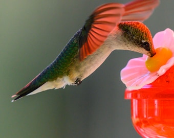 Hummingbird #33 Print - Etsy