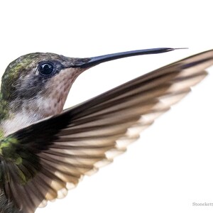 Ruby Throated Hummingbird #245 CANVAS