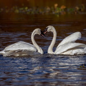 Heart, Trumpeter Swans #27 PRINT