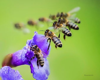Honey Bee #45 Print