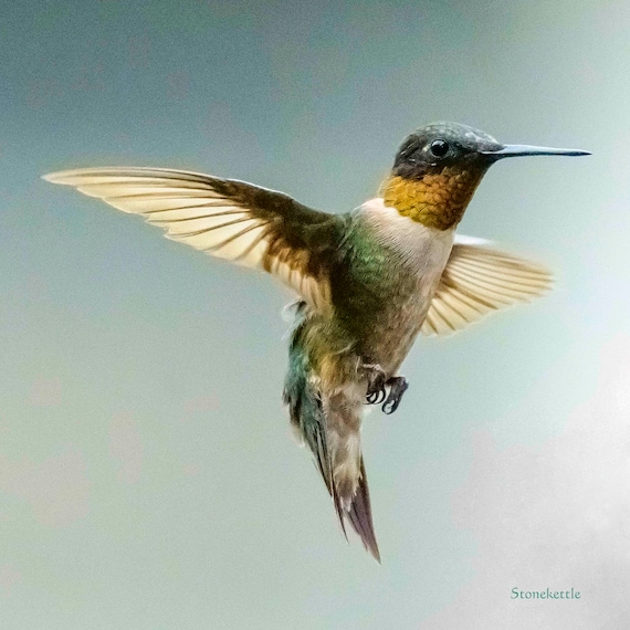 Colibrì #2 Stampa (quadrato) Italia