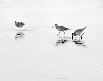 Sandpipers in Black & White PRINT