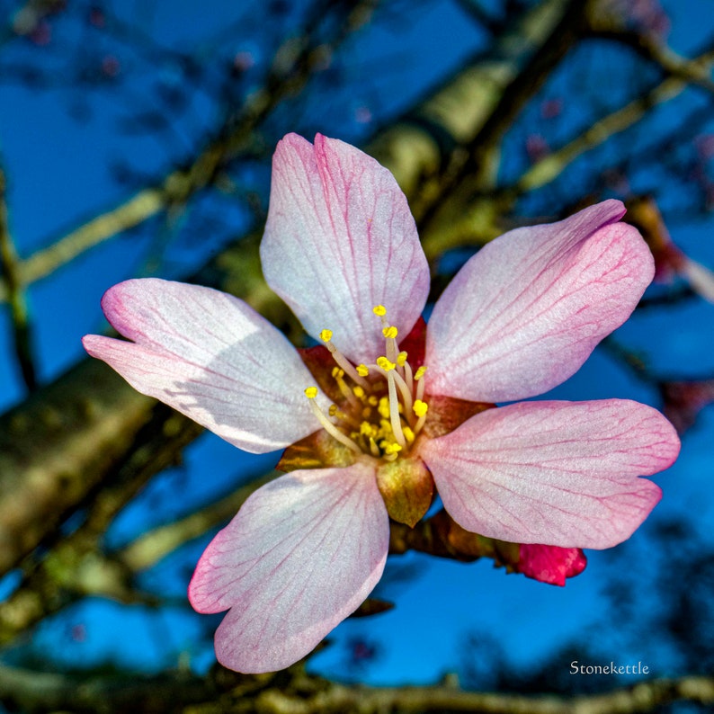 Cherry Blossom #1 Print